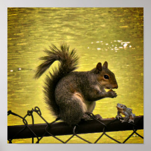 Eastern grey squirrel Poster