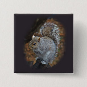 Eastern Grey Squirrel - Sciurus carolinensis 15 Cm Square Badge