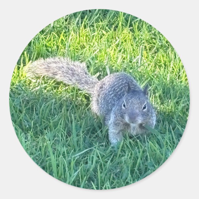Eastern Grey Squirrel (Sciurus carolinensis) Classic Round Sticker (Front)