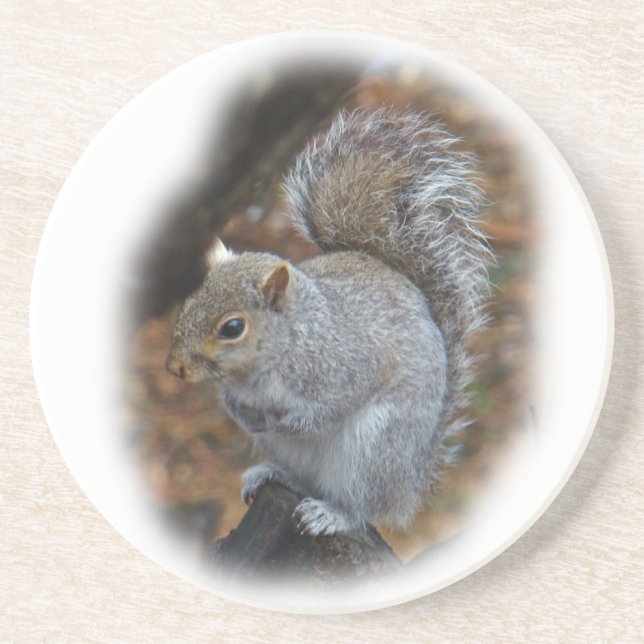 Eastern Grey Squirrel - Sciurus carolinensis Coaster (Front)
