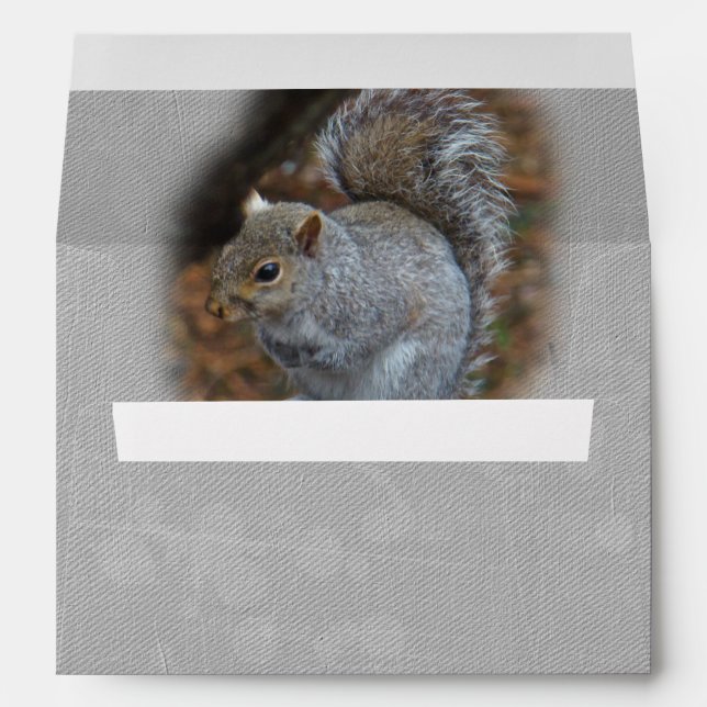 Eastern Grey Squirrel - Sciurus carolinensis Envelopes (Back (Bottom))