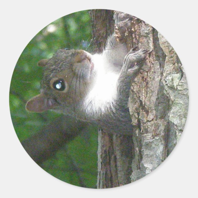 Eastern Grey Squirrel (Sciurus carolinensis) Items Classic Round Sticker (Front)