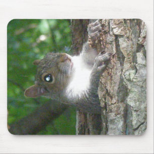 Eastern Grey Squirrel (Sciurus carolinensis) Items Mouse Mat