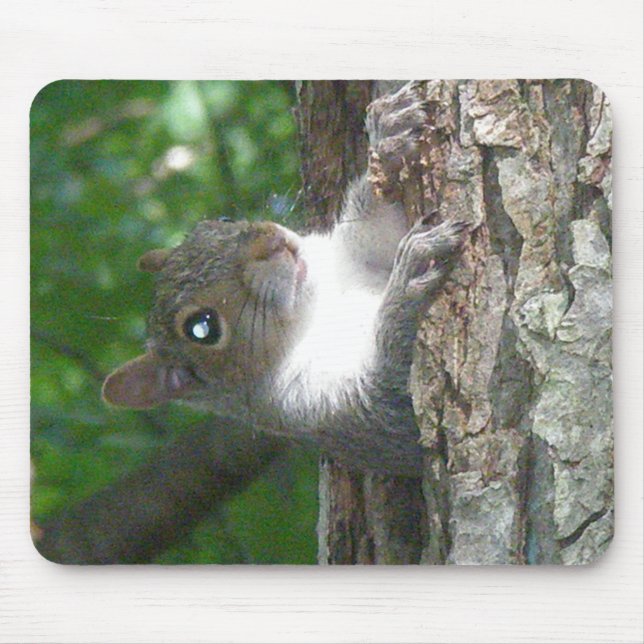Eastern Grey Squirrel (Sciurus carolinensis) Items Mouse Mat (Front)