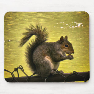 Eastern grey squirrel (Sciurus carolinensis) Mouse Mat