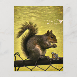 Eastern grey squirrel (Sciurus carolinensis) Postcard