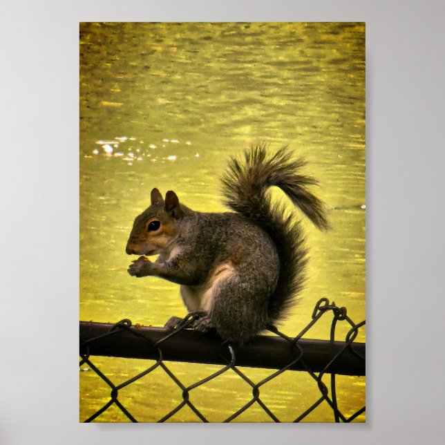 Eastern grey squirrel (Sciurus carolinensis)  Poster (Front)