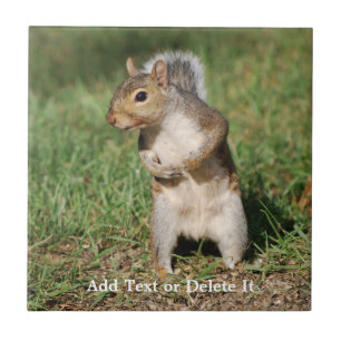 Eastern Grey Squirrel tile