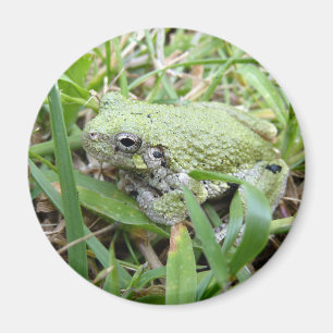Eastern Grey Treefrog Nature Photography Magnet