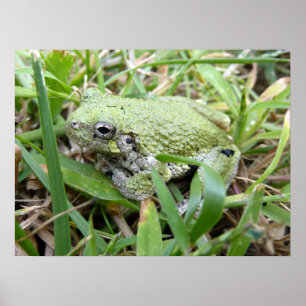 Eastern Grey Treefrog Nature Photography Poster