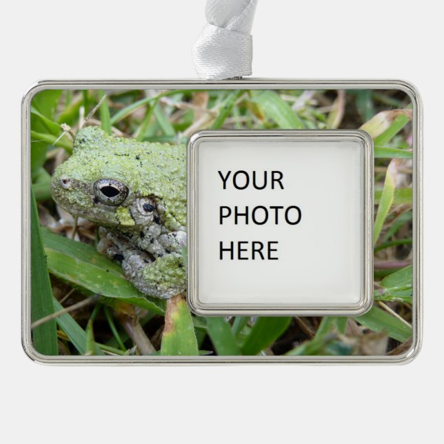 Eastern Grey Treefrog Nature Photography Silver Plated Framed Ornament (Front)