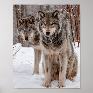 Eastern Grey Wolf Poster