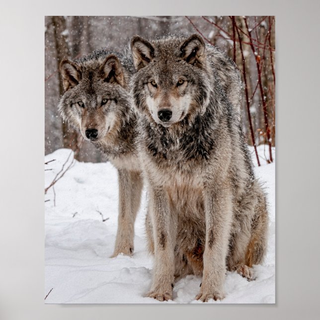 Eastern Grey Wolf Poster (Front)