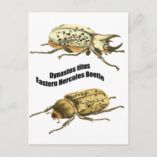 Eastern Hercules Beetle Postcard