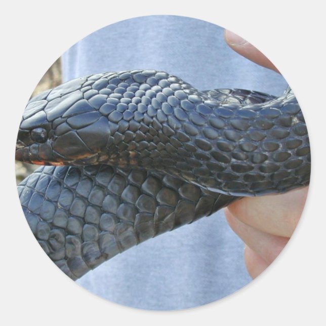 Eastern indigo snake (Drymarchon corais couperi) Classic Round Sticker (Front)