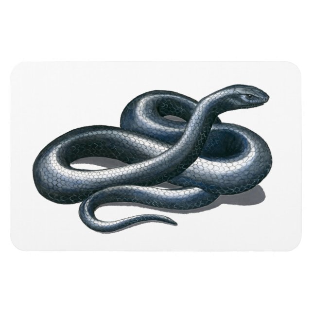 Eastern Indigo Snake Flexi Magnet (Horizontal)