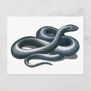 Eastern Indigo Snake Postcard