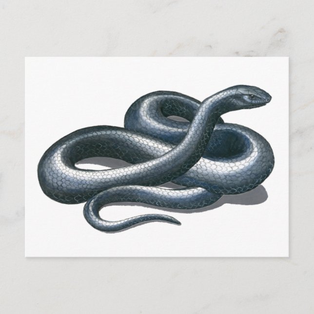Eastern Indigo Snake Postcard (Front)