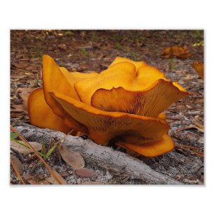 Eastern Jack O'Lantern Mushrooms Photo Print