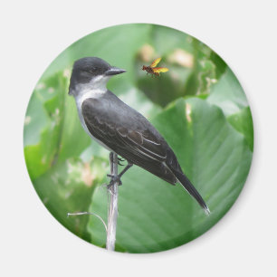 Eastern Kingbird magnet