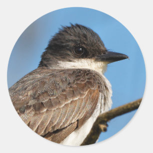 Eastern Kingbird on a Branch Classic Round Sticker