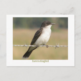 Eastern Kingbird Postcard
