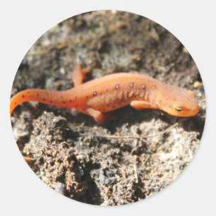 Eastern Newt Classic Round Sticker