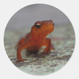 Eastern Newt sticker