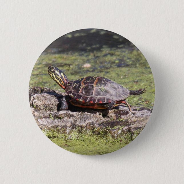 Eastern Painted Turtle 6 Cm Round Badge (Front)