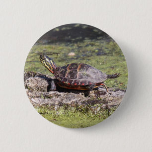 Eastern Painted Turtle 6 Cm Round Badge
