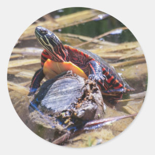 Eastern Painted Turtle Classic Round Sticker