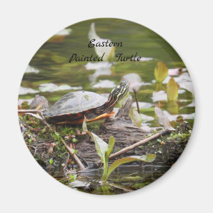 Eastern Painted Turtle Magnet