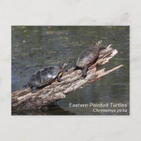 Eastern Painted Turtle