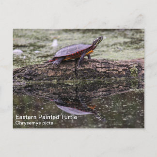 Eastern Painted Turtle Postcard