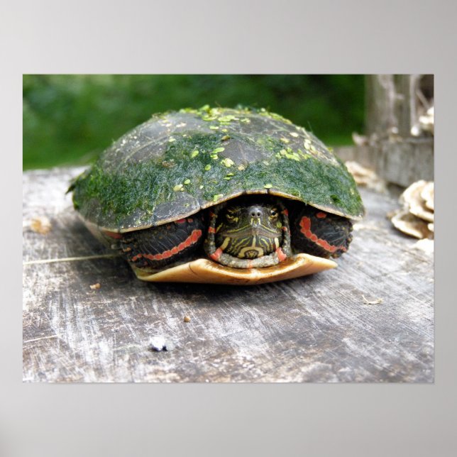 Eastern Painted Turtle Poster (Front)