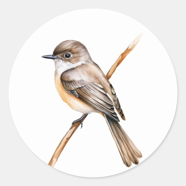 Eastern Phoebe  Classic Round Sticker (Front)