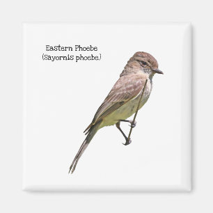 Eastern Phoebe Magnet