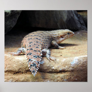 Eastern Pilbara Spiny-tail Skink Poster