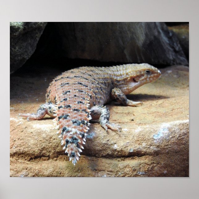 Eastern Pilbara Spiny-tail Skink Poster (Front)
