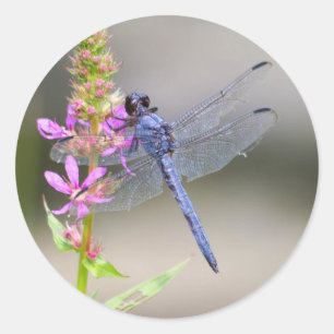 Eastern Pondhawk Classic Round Sticker