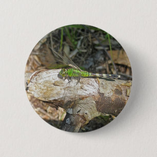 Eastern Pondhawk Dragonfly Coordinated Items 6 Cm Round Badge