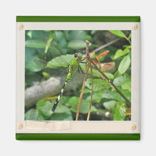 Eastern Pondhawk Dragonfly Coordinated Items Magnet