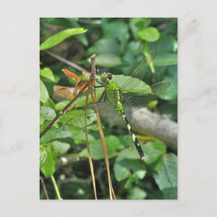 Eastern Pondhawk Dragonfly Coordinated Items Postcard