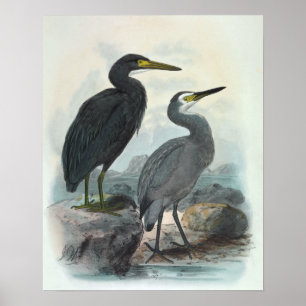 Eastern Reef Egret and White-Faced Heron Poster