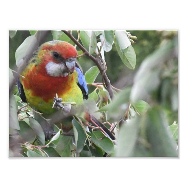 Eastern Rosella happily eating Photo Print (Front)