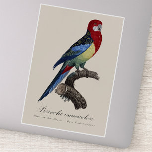 Eastern rosella or Platycercus eximius parakeet