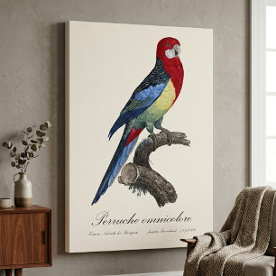 Eastern rosella or Platycercus eximius parakeet Canvas Print