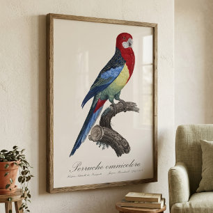 Eastern rosella or Platycercus eximius parakeet Photo Print