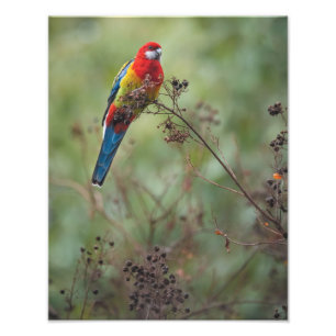 Eastern Rosella parrot - 11x14" photo print