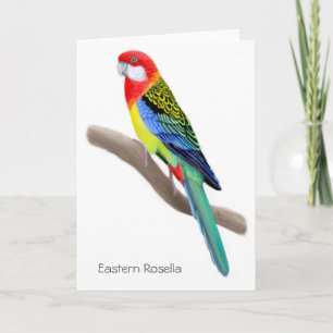 Eastern Rosella Parrot Card